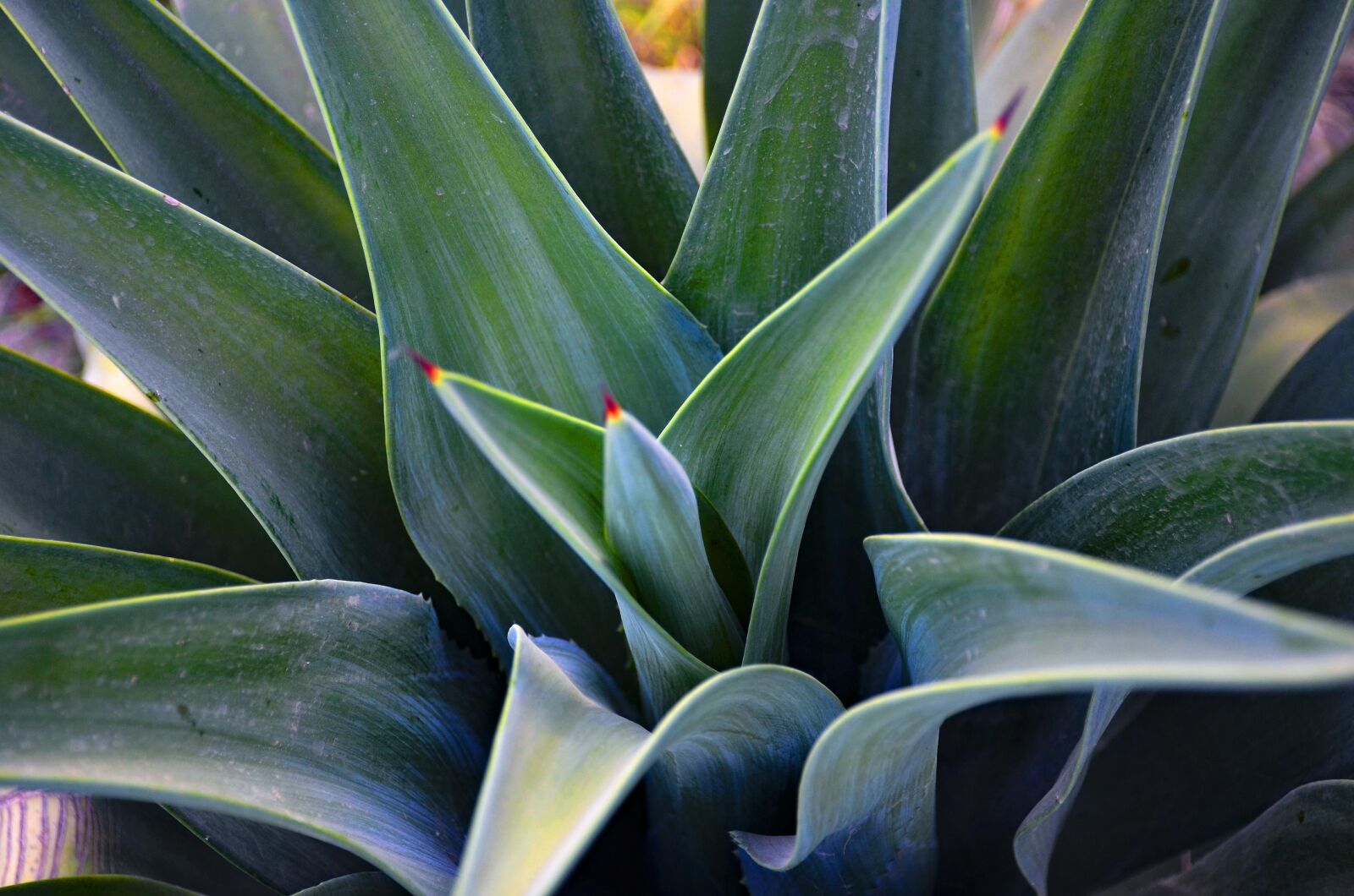 Nikon D7000 sample photo. Nature abstract, plant, leaf photography