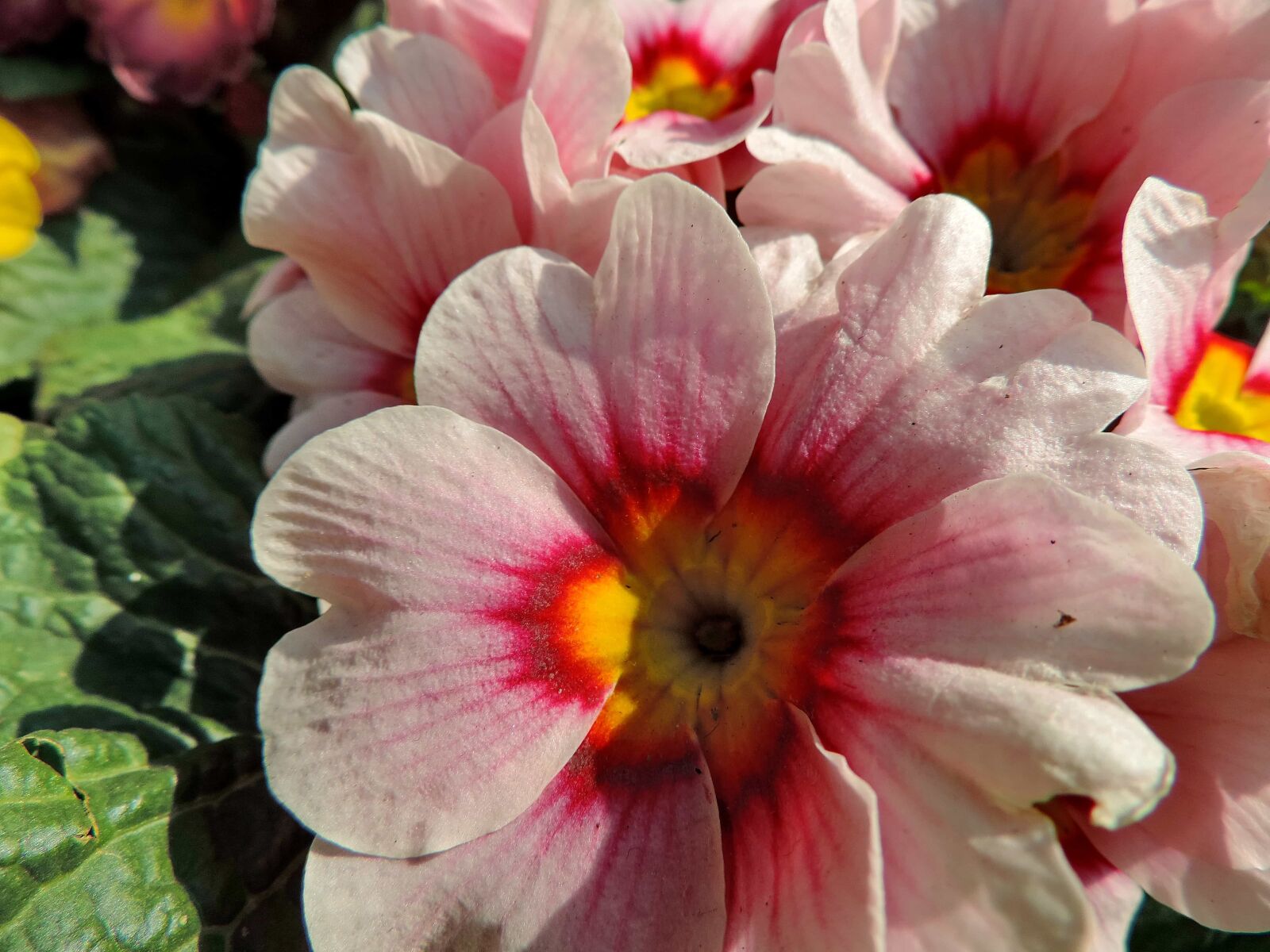 Nikon Coolpix P520 sample photo. Herb, nature, petal, flora photography