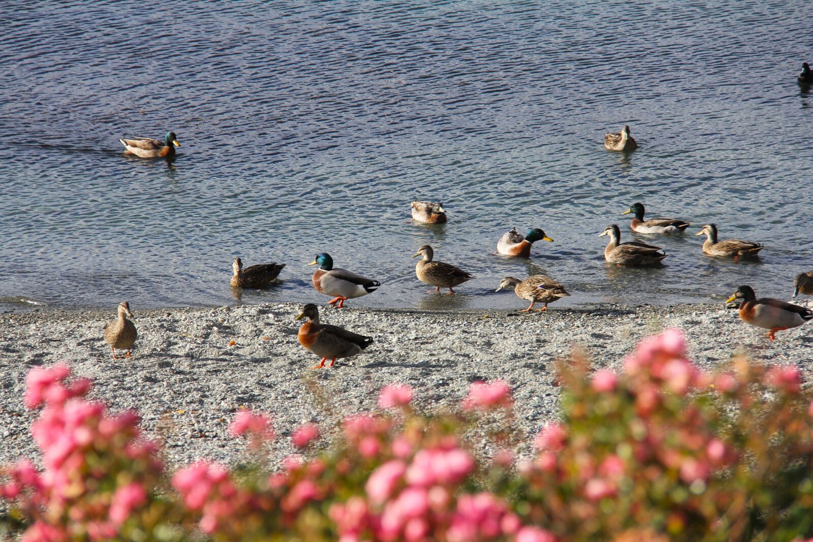 Canon EF-S 18-200mm F3.5-5.6 IS sample photo. Duck, scenics, amazing photography