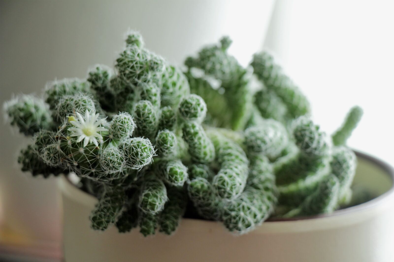 Canon EOS 550D (EOS Rebel T2i / EOS Kiss X4) sample photo. Cactus, flower, bloom photography