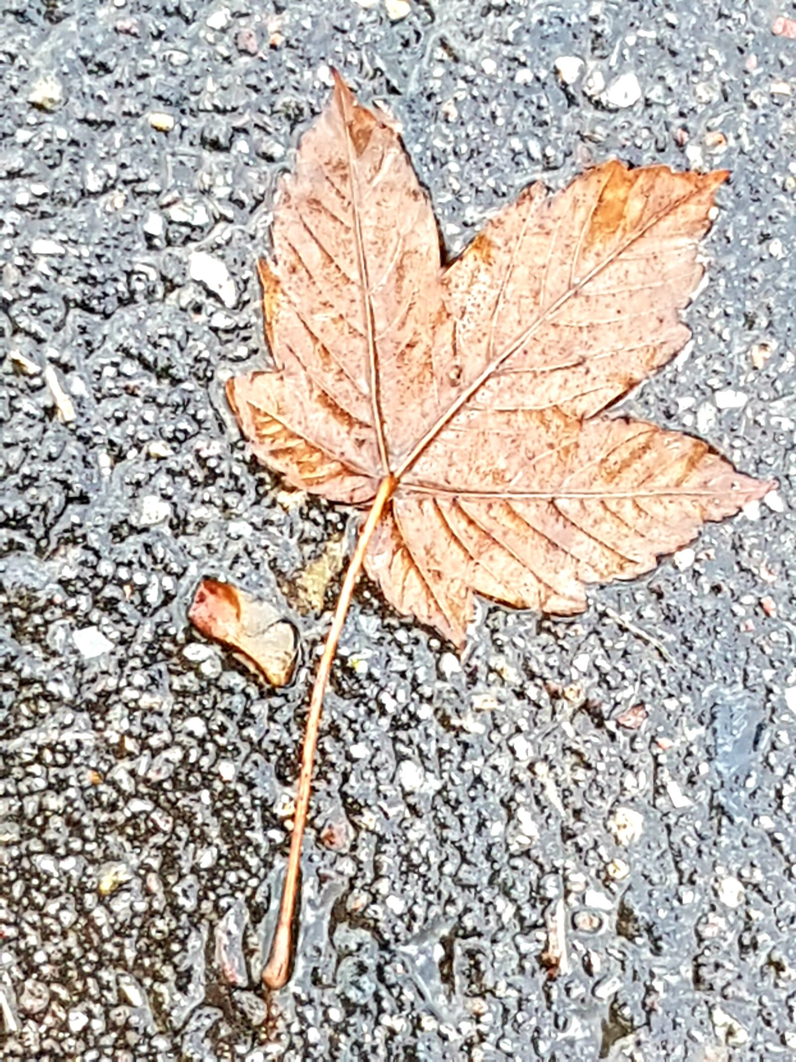 Samsung Galaxy S7 sample photo. Autumn, october, leaf photography