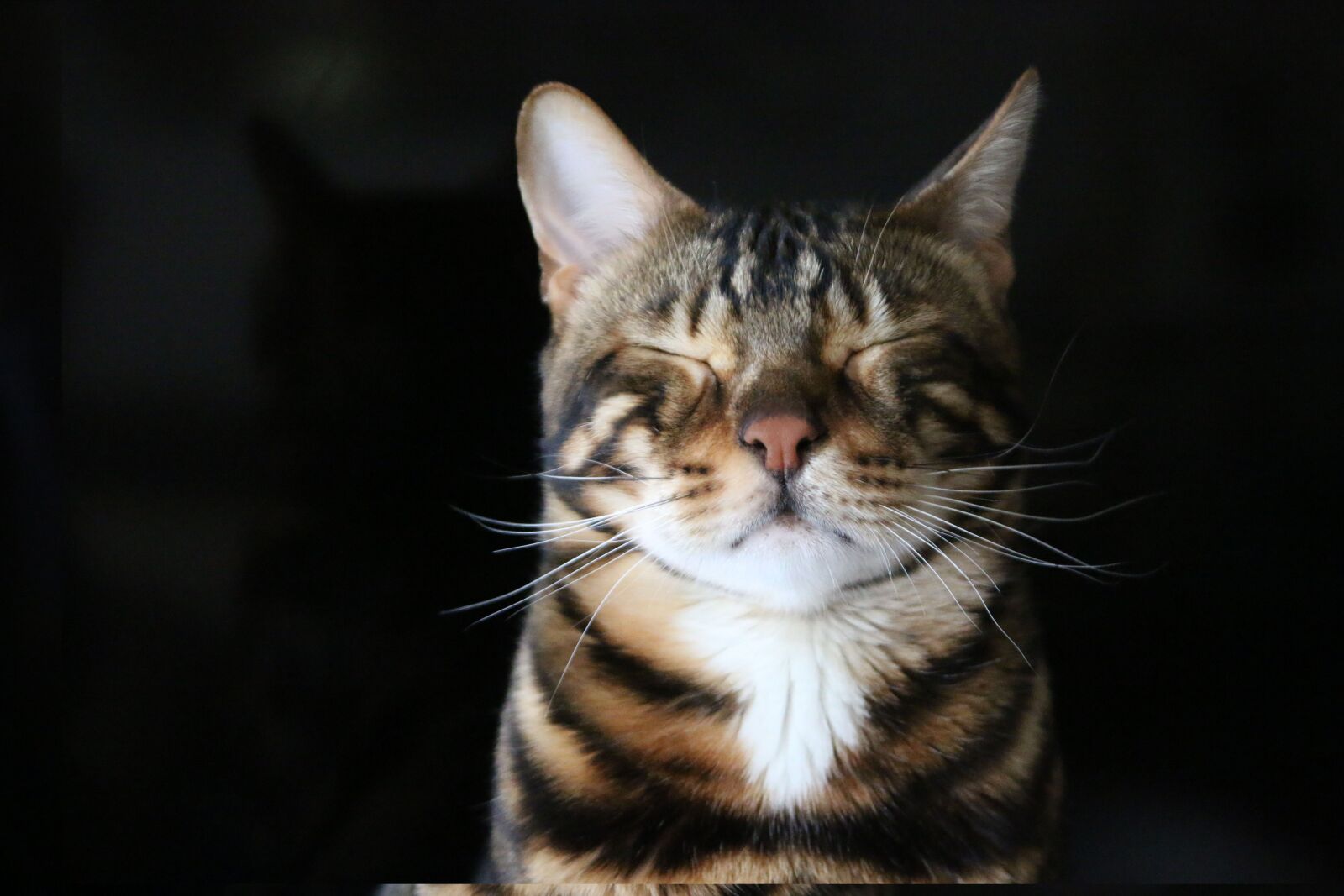 Canon EOS 70D sample photo. Furry, hair, adorable photography
