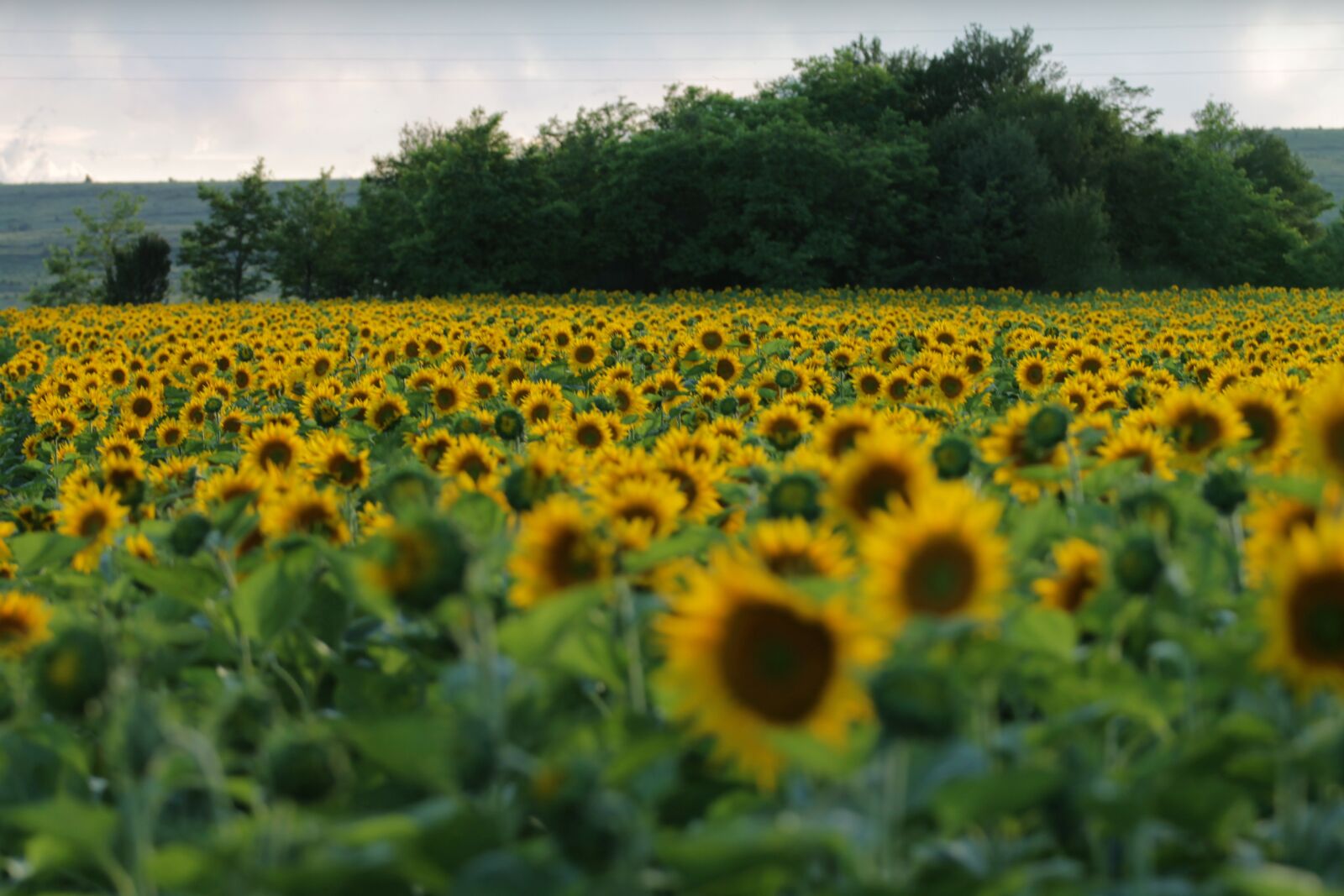 Canon EOS 1100D (EOS Rebel T3 / EOS Kiss X50) + Canon EF 70-200mm F4L USM sample photo. Sunflowers, landscape, nature photography