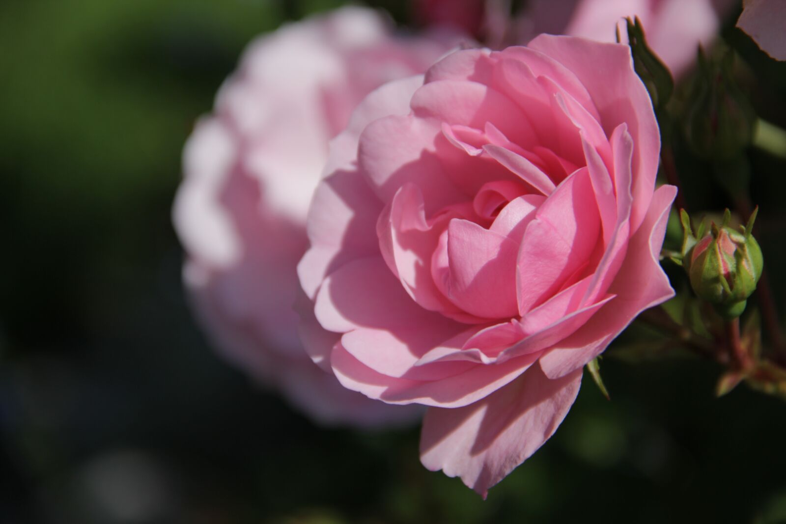 Canon EOS 60D sample photo. Rose, blossom, garden photography