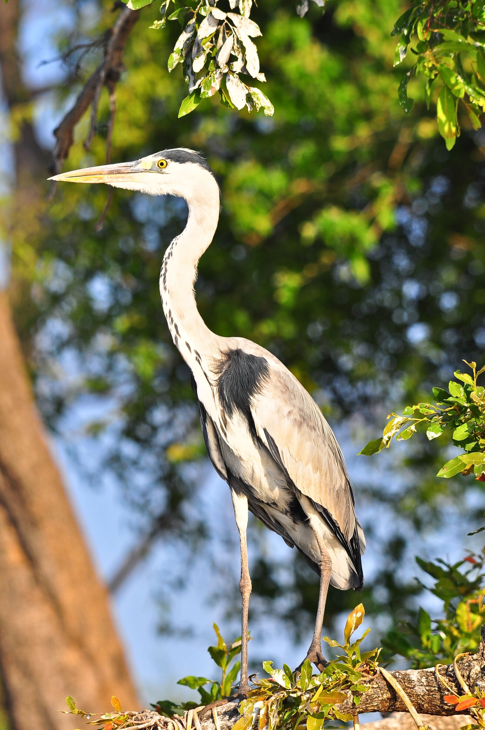 Nikon D90 sample photo. Nature, bird, wildlife photography