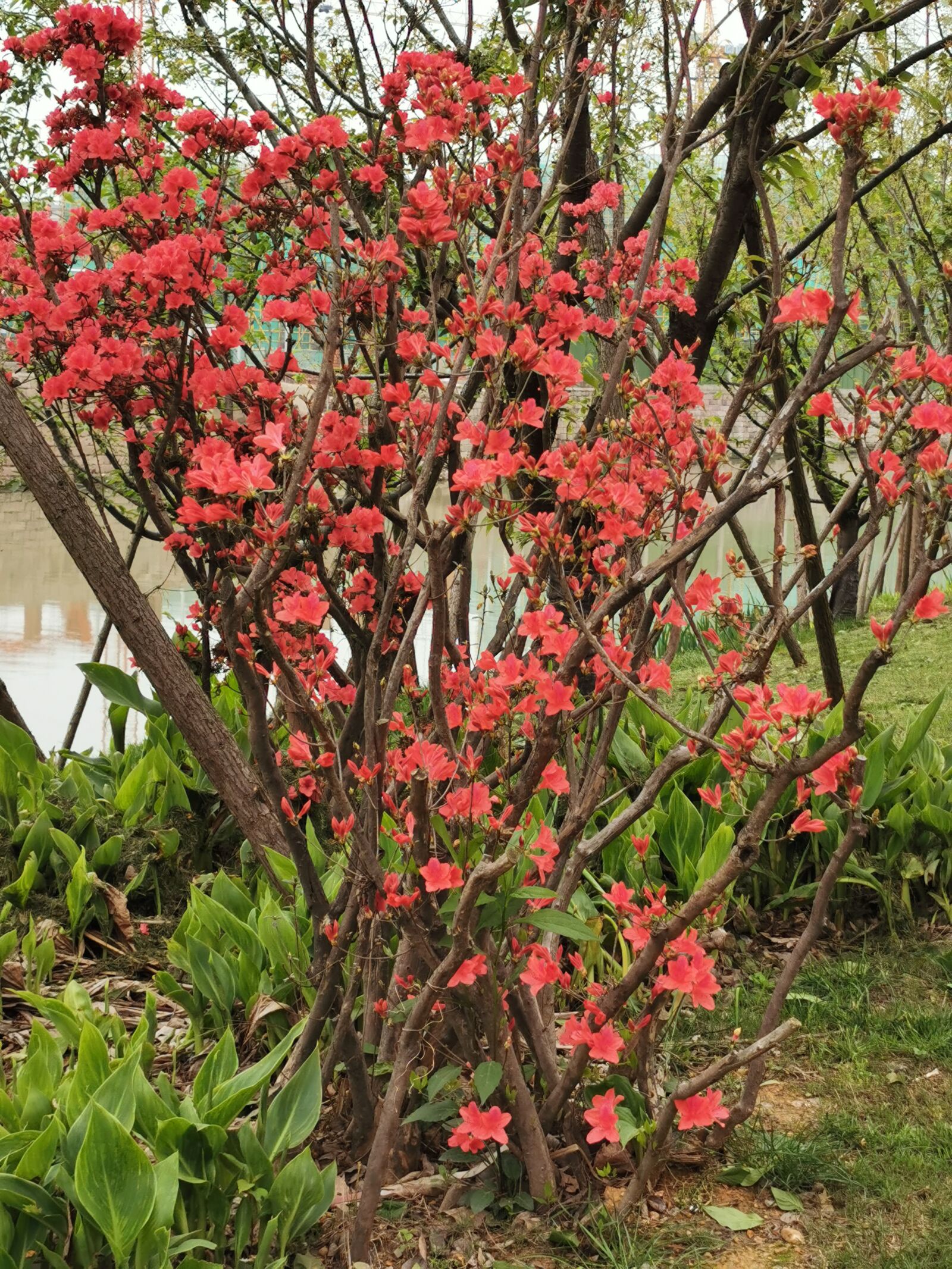 HUAWEI P30 Pro sample photo. Azalea, red flowers, azaleas photography