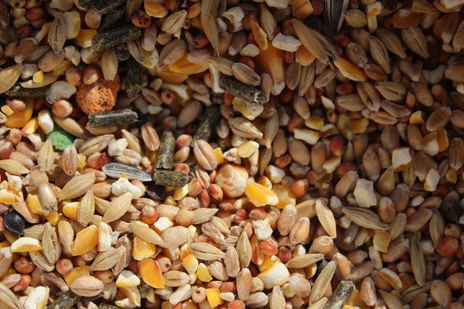 Canon EOS 700D (EOS Rebel T5i / EOS Kiss X7i) sample photo. Grains, food, texture photography