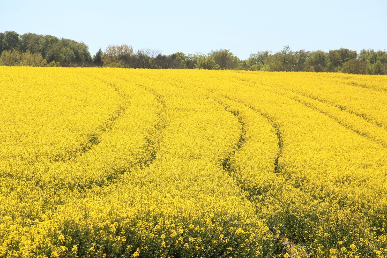 Canon EOS 550D (EOS Rebel T2i / EOS Kiss X4) sample photo. Field of rapeseeds, in photography