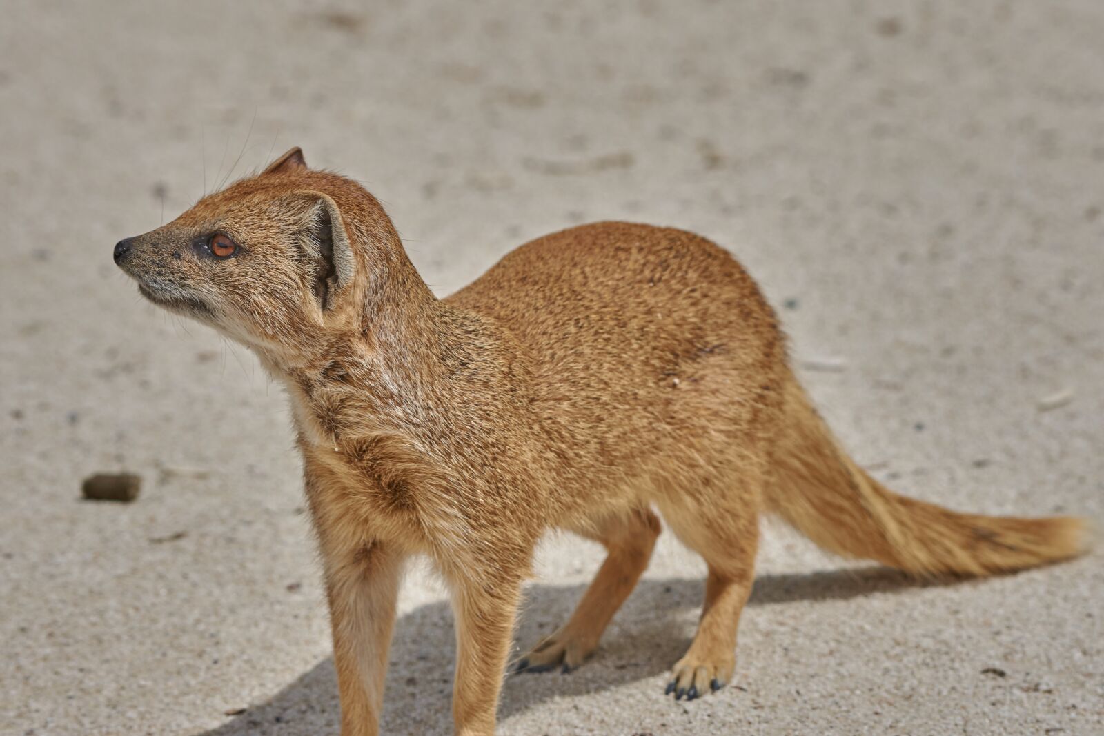 Nikon AF-S Nikkor 200-500mm F5.6E ED VR sample photo. Fuchs, fuchsmanguste, desert photography