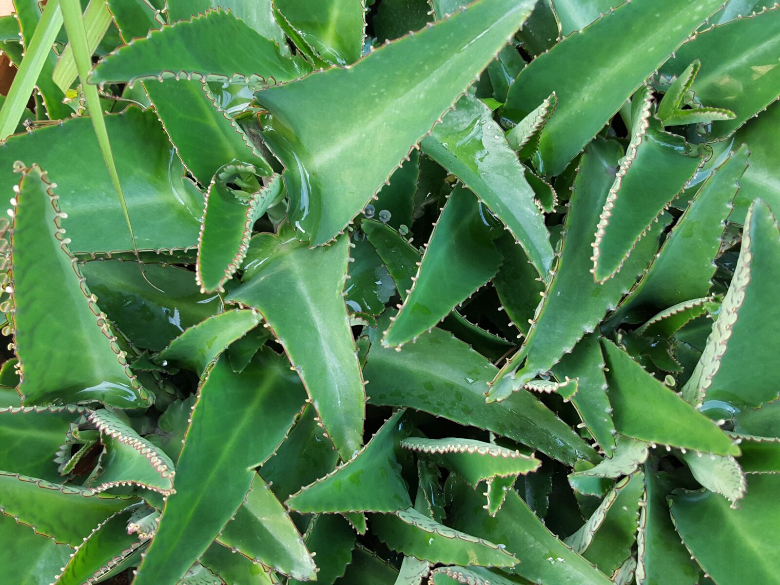 Samsung Galaxy S6 sample photo. Viviparous, a medicinal plant photography