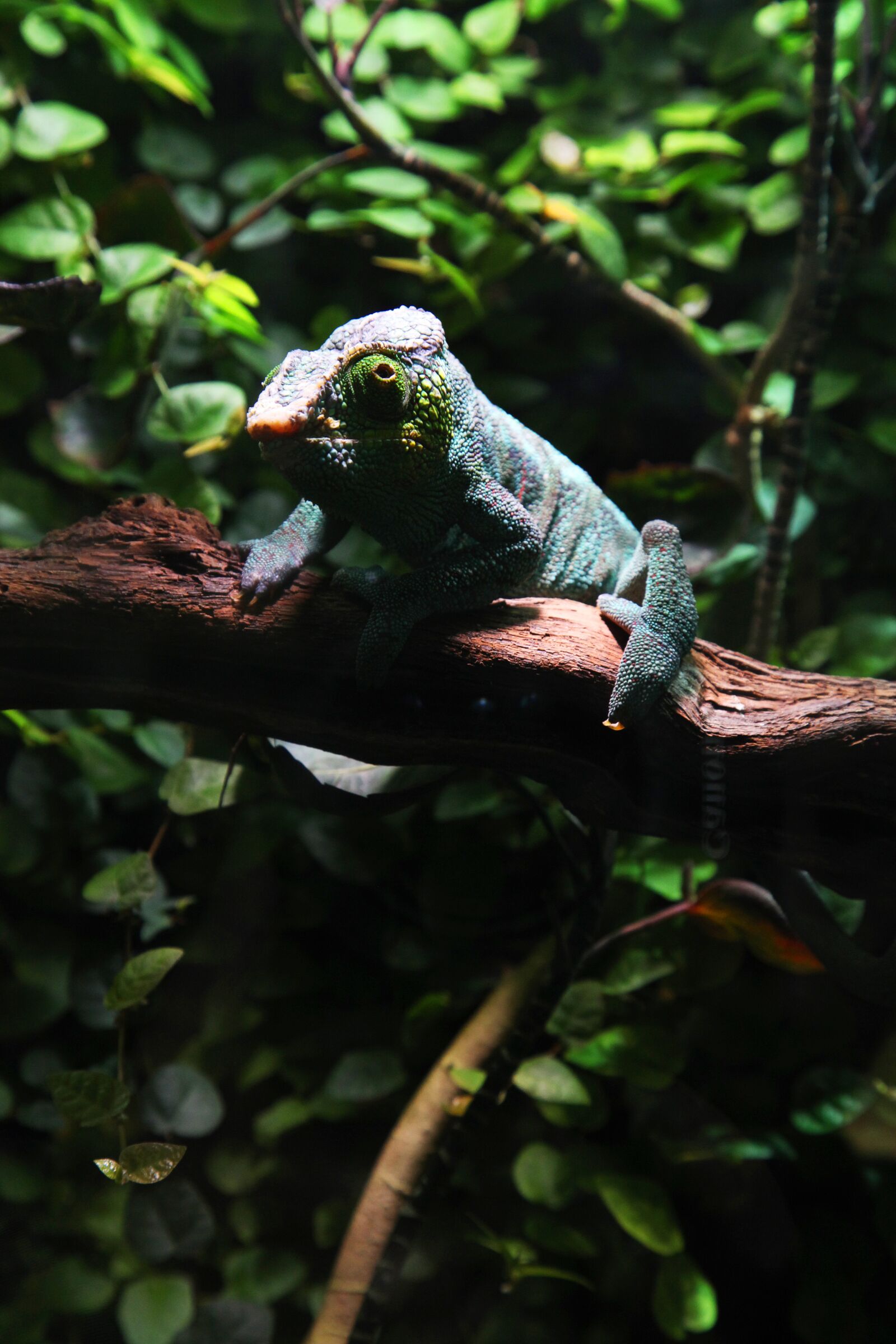 Canon EOS 5D Mark II sample photo. Chameleon, green, leaves photography