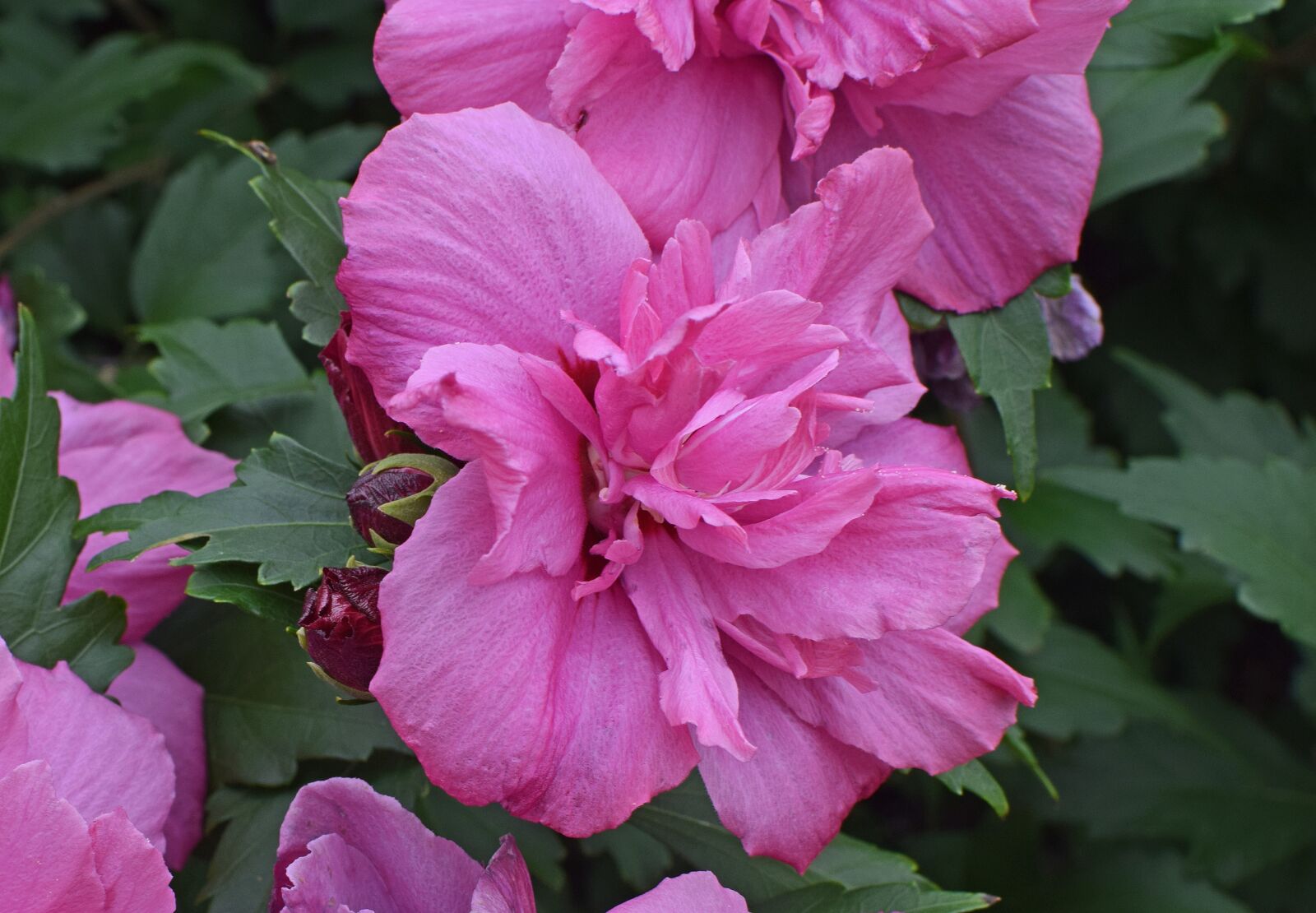 Nikon D3300 sample photo. Rose of sharon, flower photography