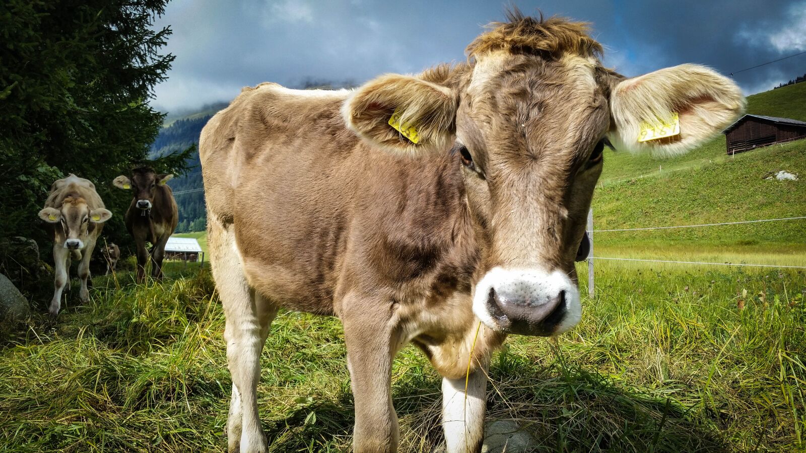Samsung Galaxy S5 sample photo. Cow, switzerland, hike photography