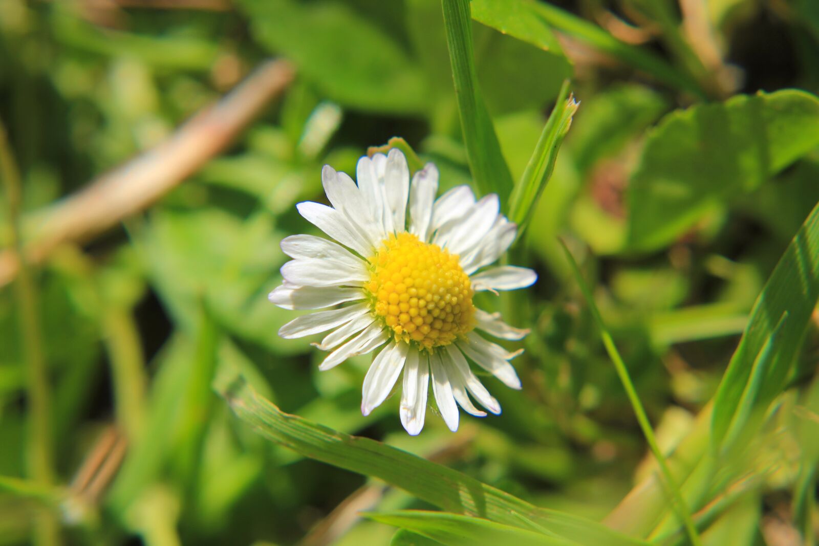 Canon EOS 550D (EOS Rebel T2i / EOS Kiss X4) sample photo. Daisy, meadow, flower photography