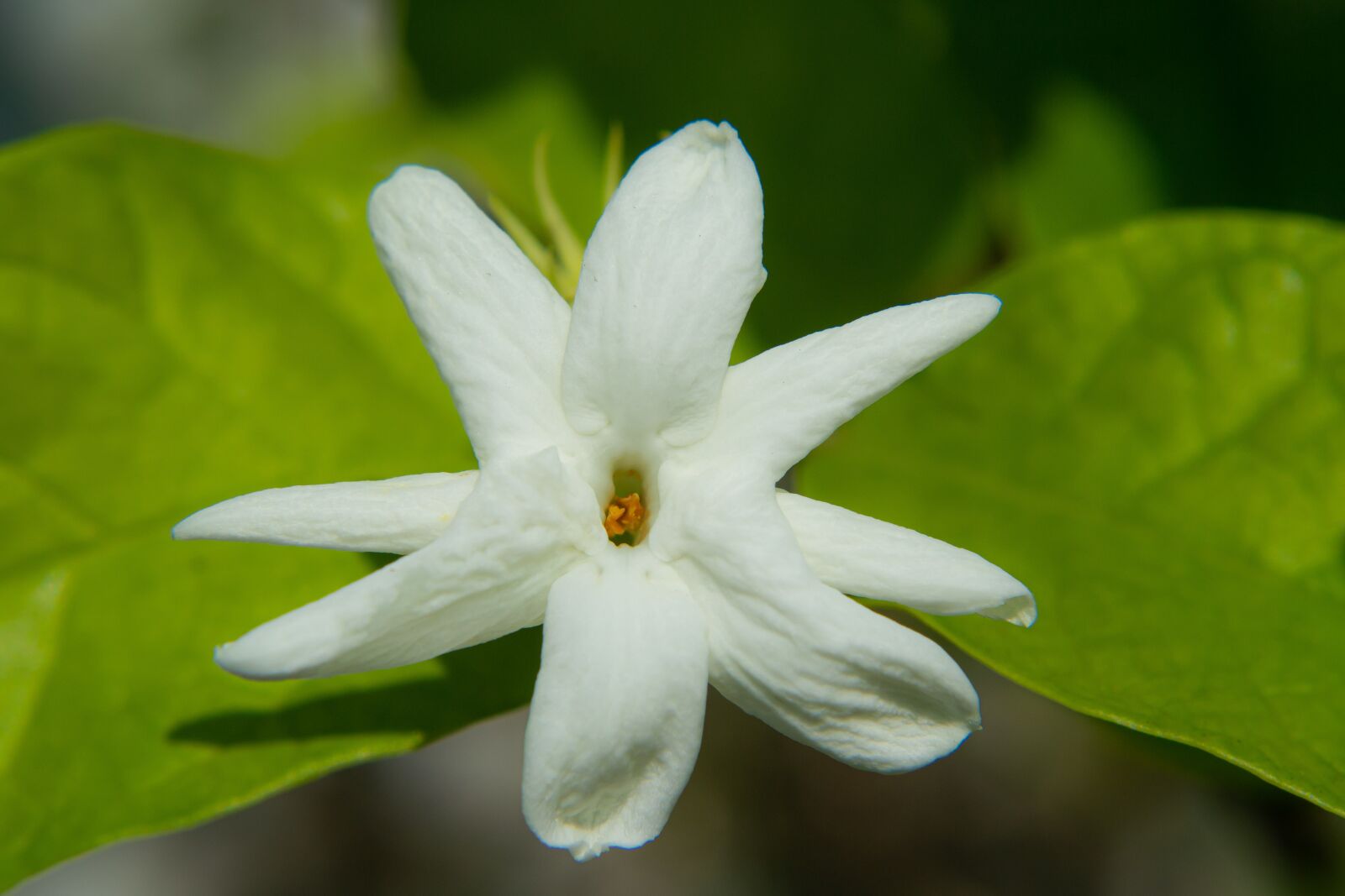 Nikon D3100 sample photo. Macro, sunlight, flower garden photography