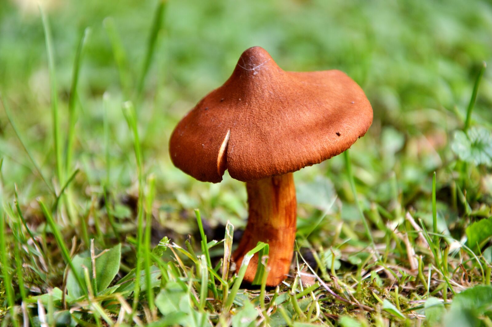 Nikon D3200 sample photo. Mushroom, disc fungus, forest photography