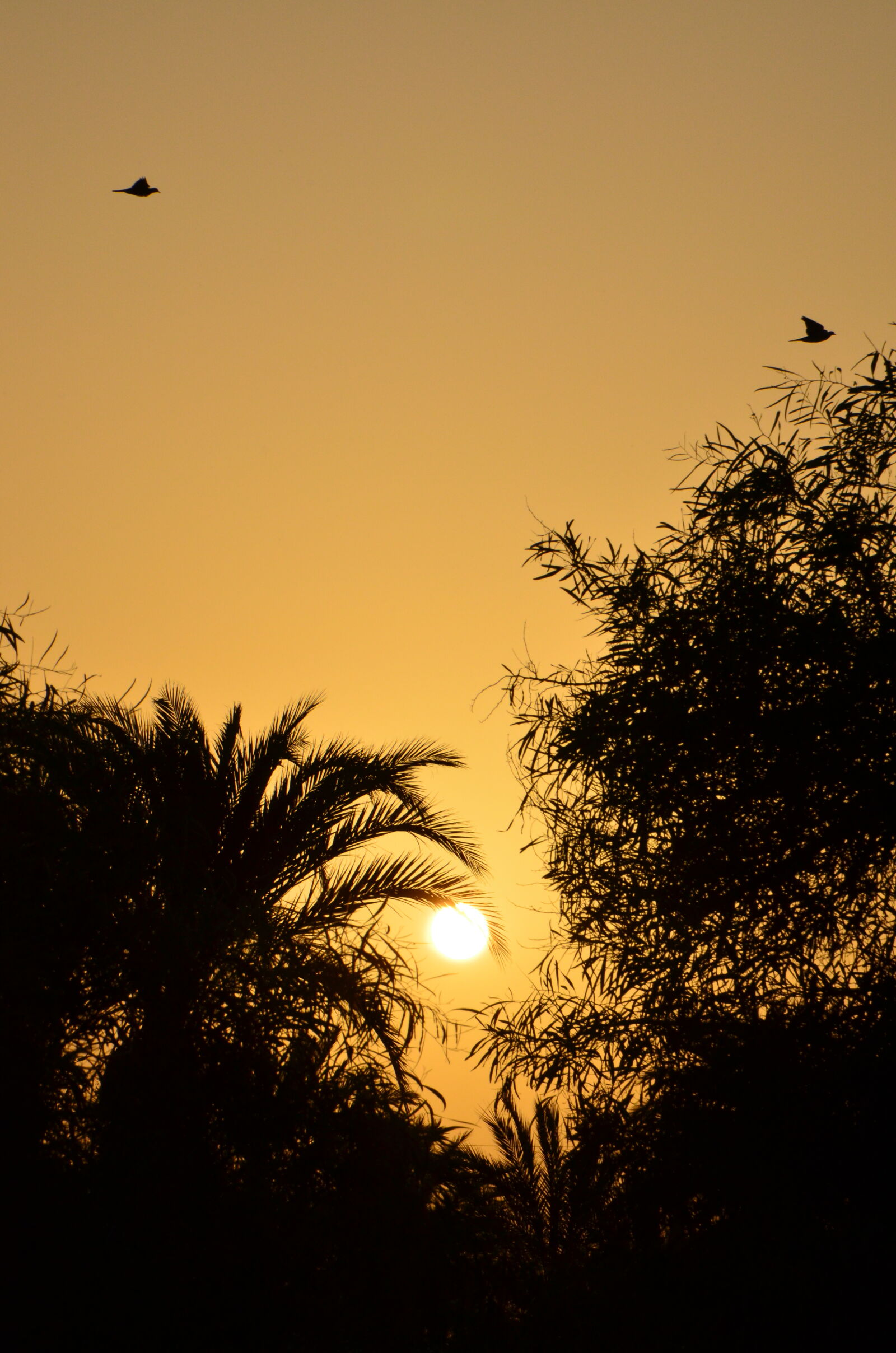 Nikon D5100 sample photo