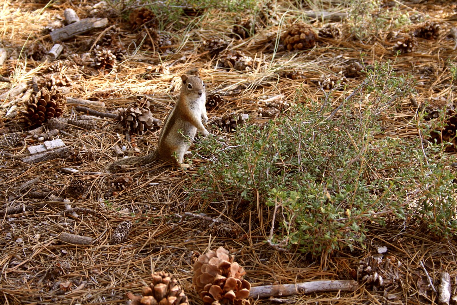 Canon EOS 350D (EOS Digital Rebel XT / EOS Kiss Digital N) sample photo. Wildlife, squirrel, forest photography