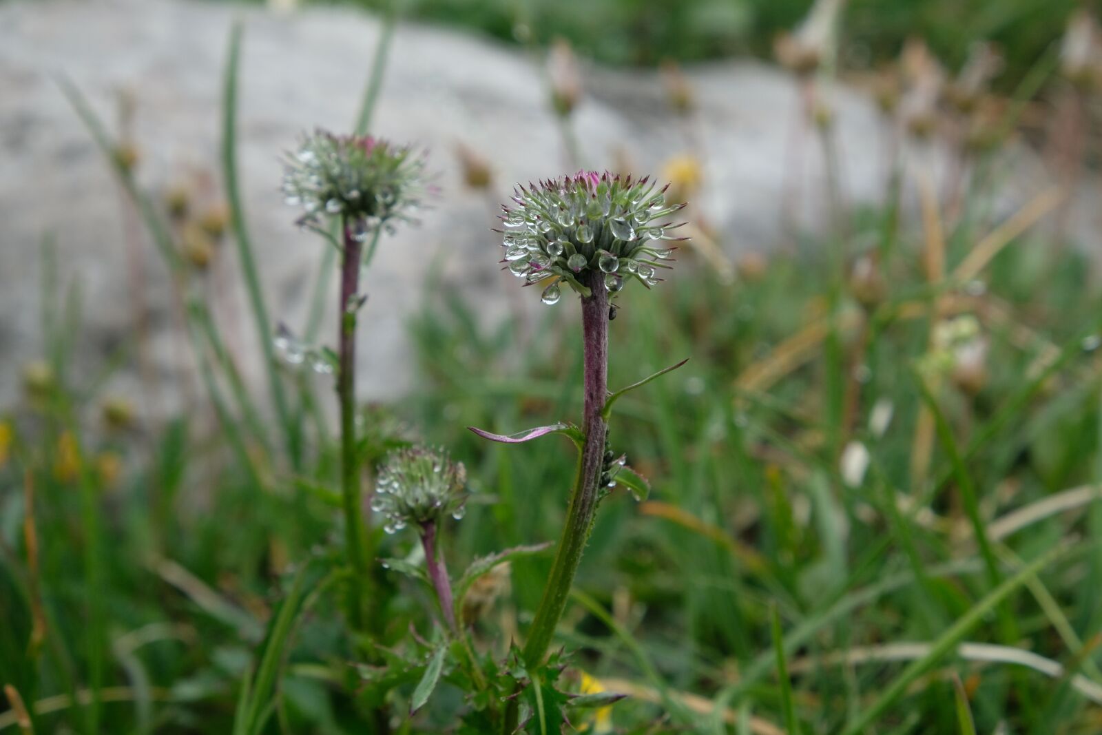 Fujifilm X-T20 sample photo. Flower, nature, alpine flower photography