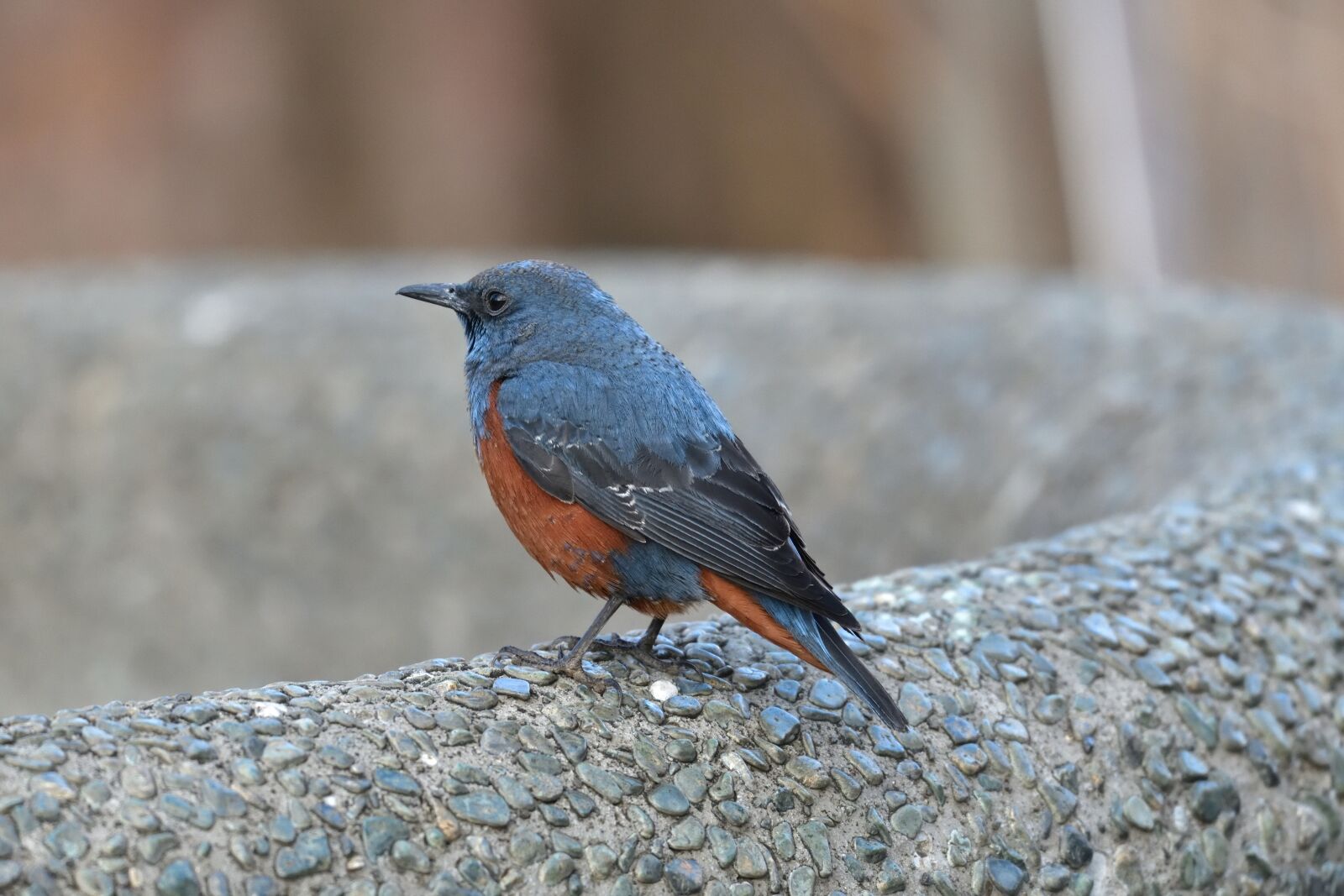 Nikon D850 sample photo. Outdoors, bird, wild animals photography