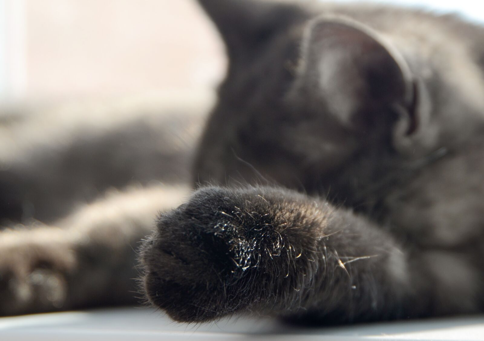 Nikon D7000 sample photo. Cat, sleeping, british photography