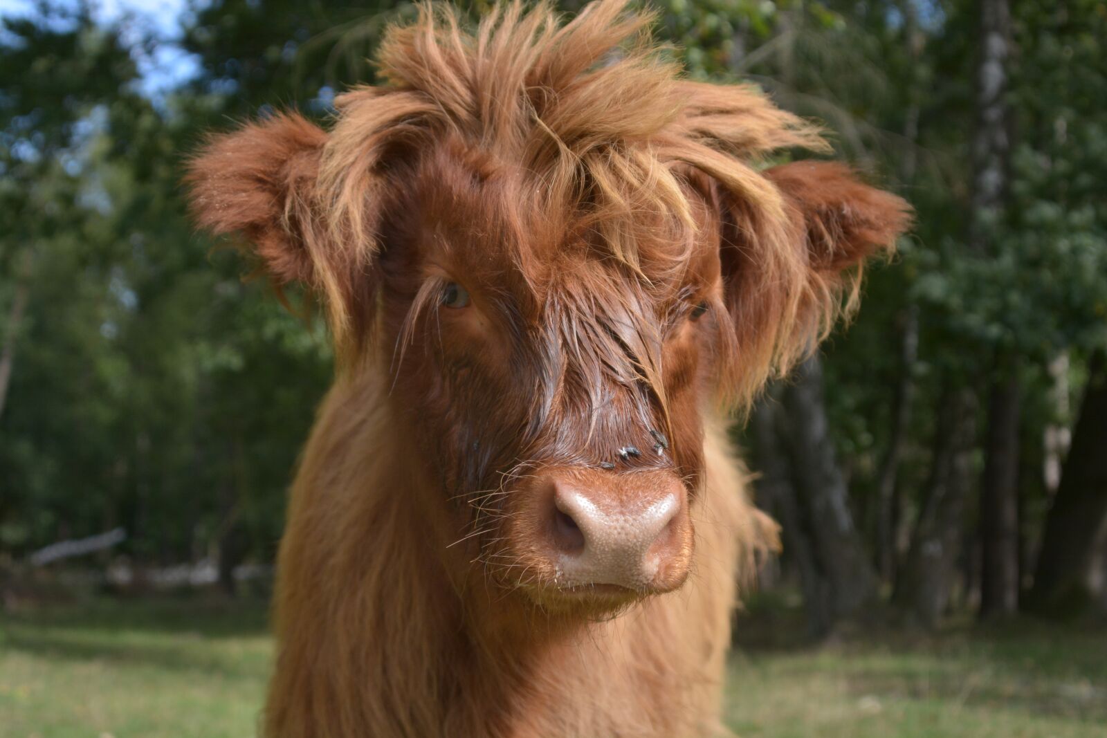 Nikon D5200 sample photo. Nature, cow, animal photography