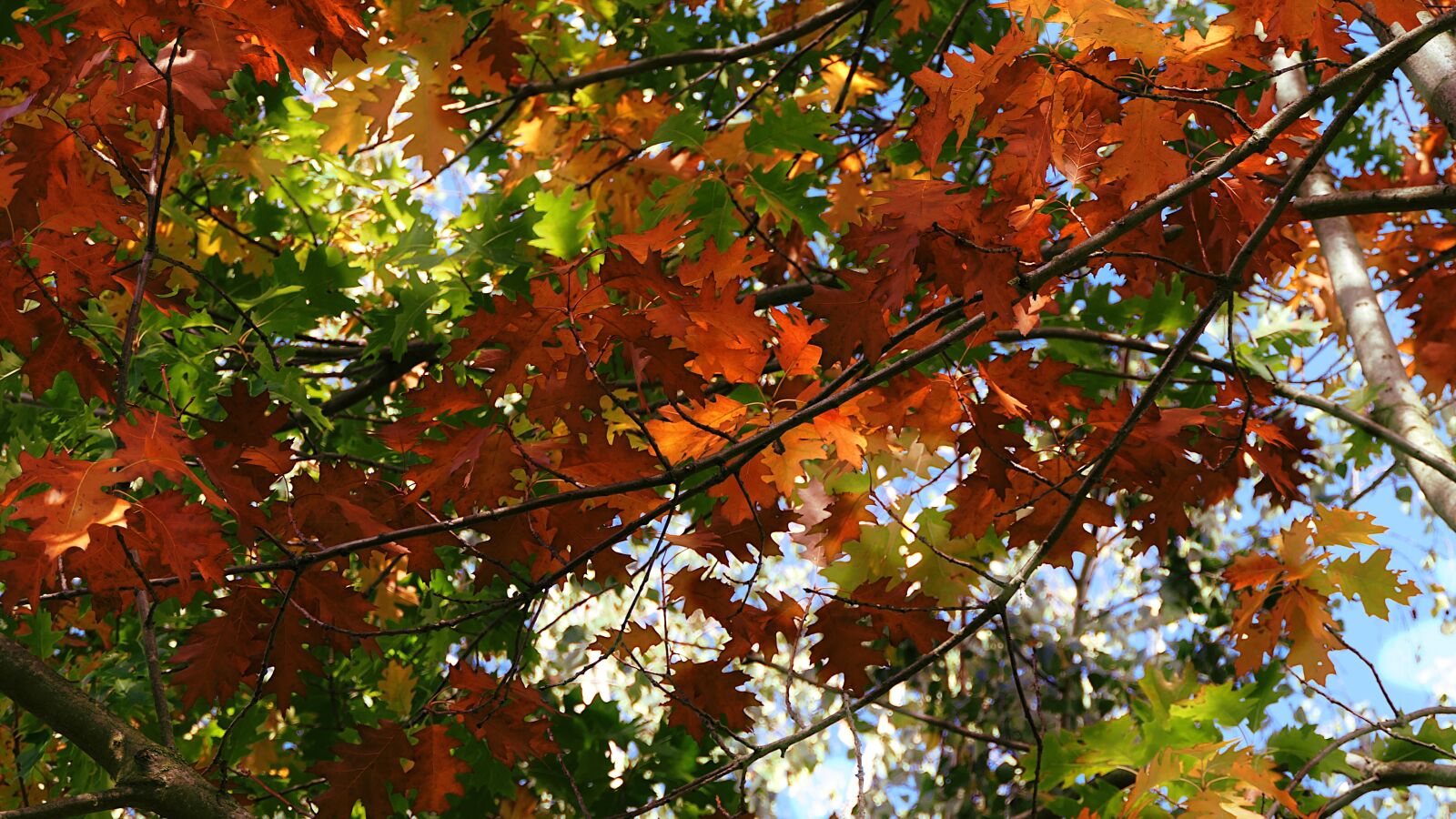 Panasonic Lumix DMC-FZ2500 (Lumix DMC-FZ2000) sample photo. Autumn, leaves, color photography