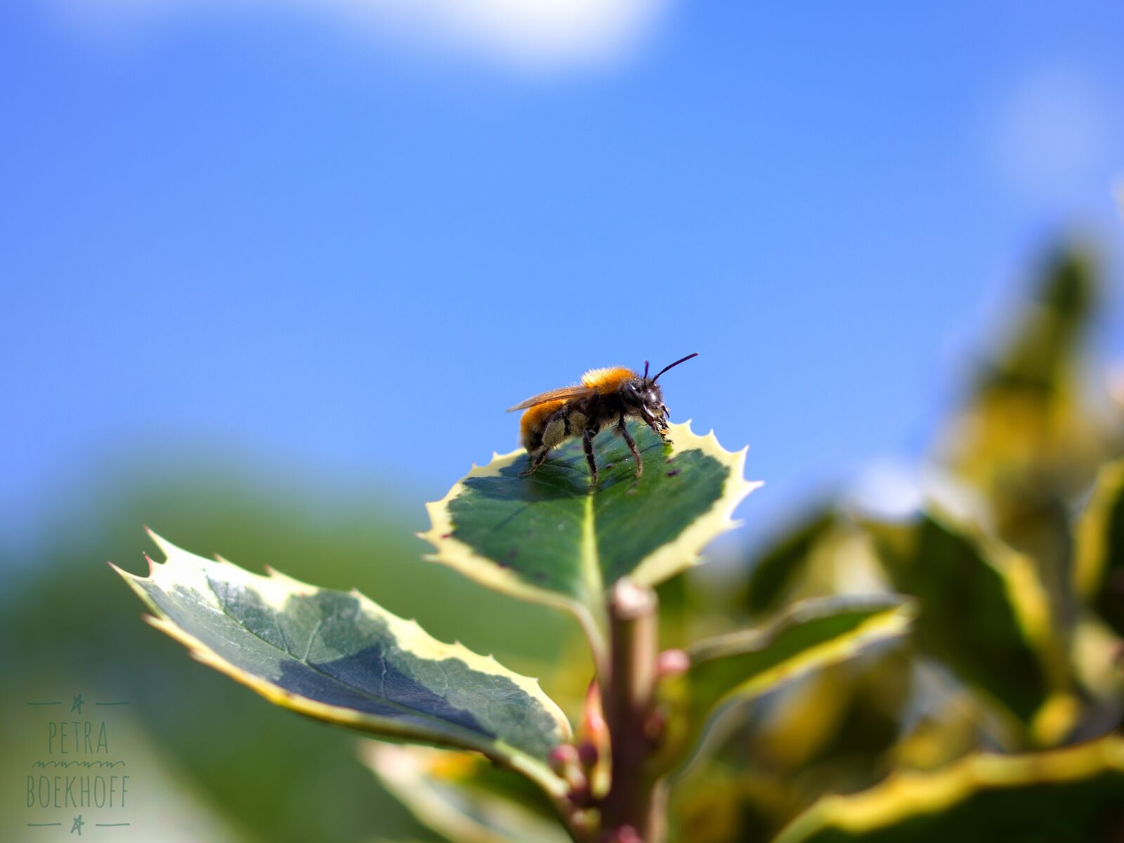 Pentax K-70 sample photo. Bee, leaf, nature photography