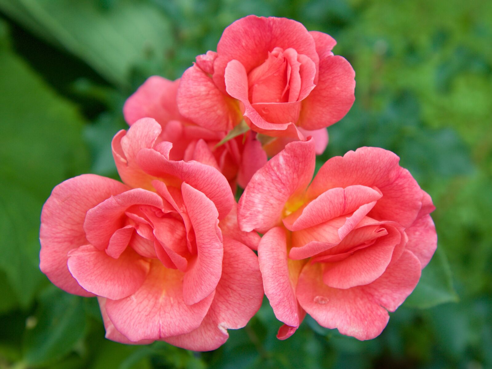 Canon EOS 70D sample photo. Roses, flowers, pink photography