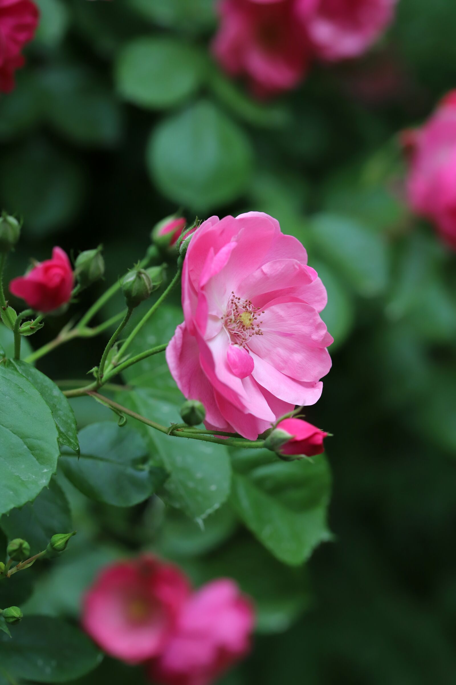 Canon EOS 6D Mark II sample photo. Rose, petal, flowers photography