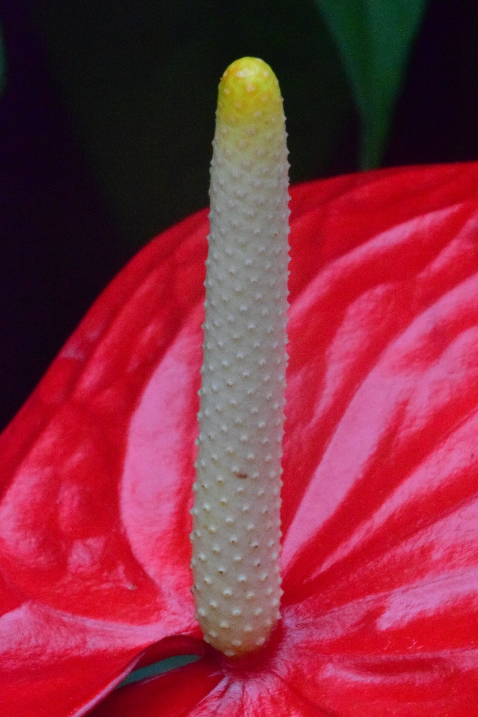 Nikon D5300 sample photo. Flower, red, romantic photography