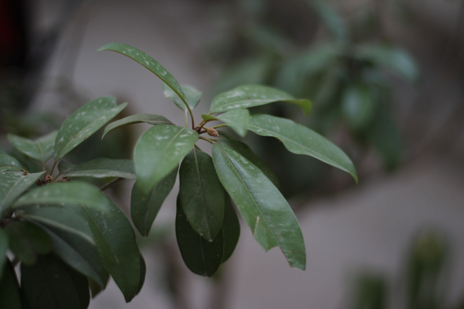 Canon EOS 700D (EOS Rebel T5i / EOS Kiss X7i) + Canon EF 50mm F1.4 USM sample photo