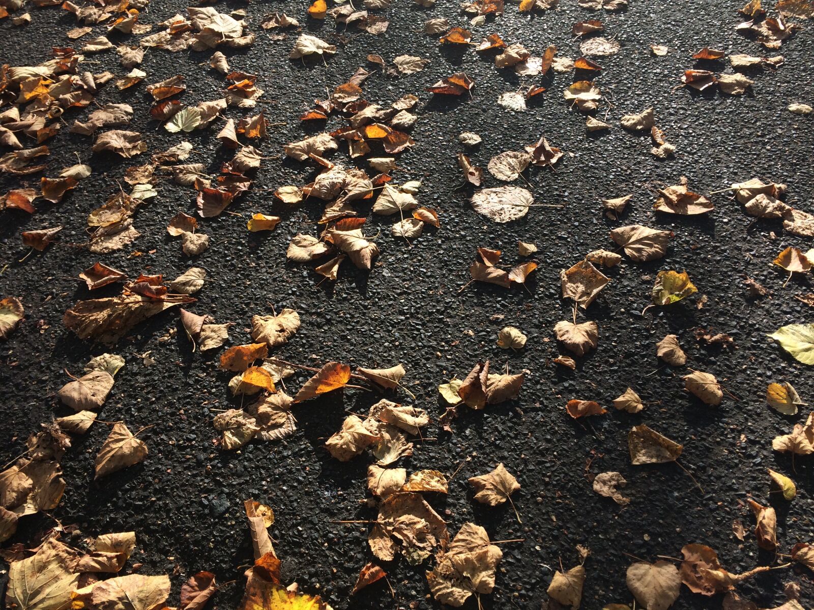 iPhone 5s back camera 4.15mm f/2.2 sample photo. Pavement, autumn, london photography