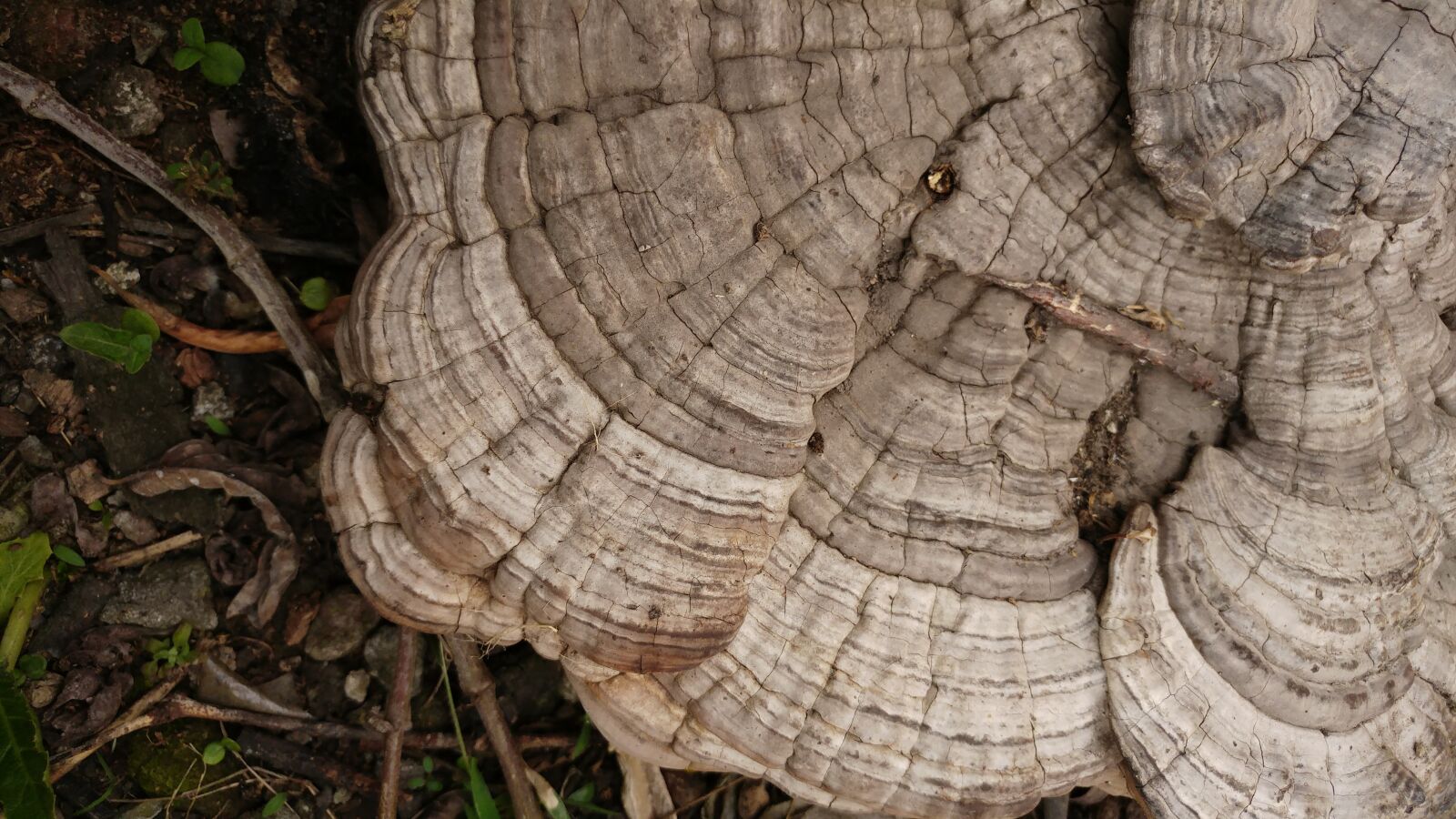 LG G5 sample photo. Ganoderma, mushroom, fungus photography
