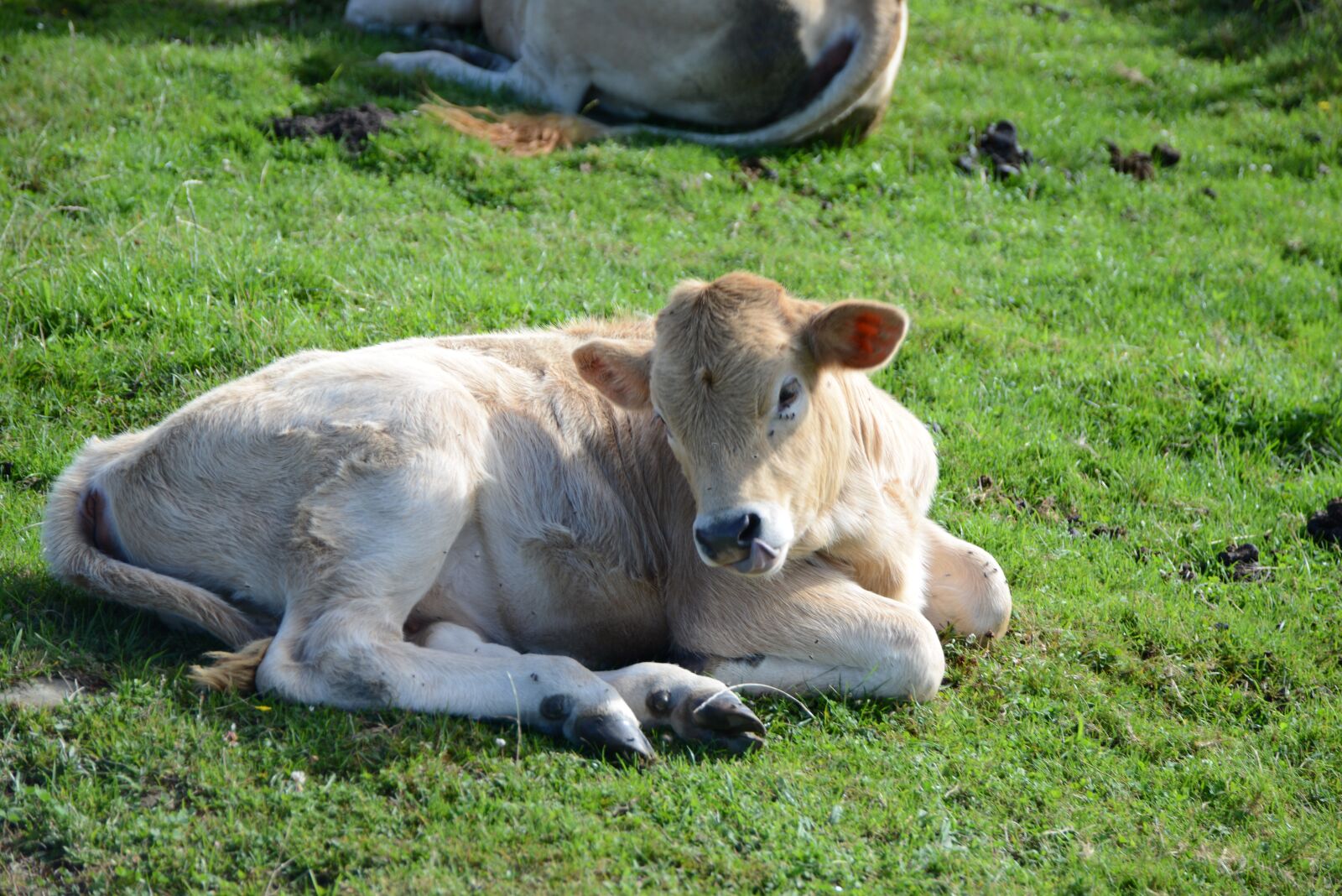 Nikon D800 sample photo. Animal, cow, livestock photography