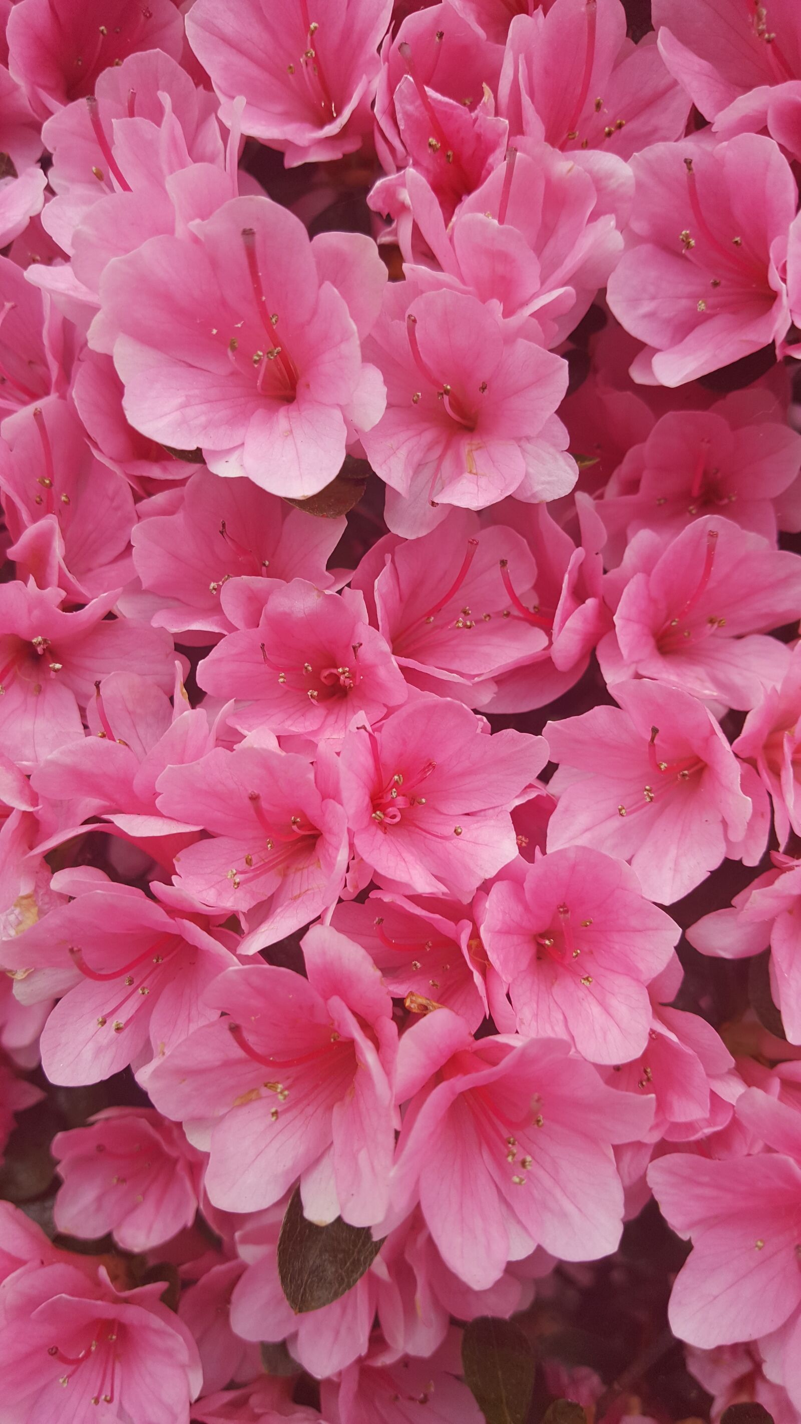 Samsung Galaxy Note5 sample photo. Azalea, pink, macro photography