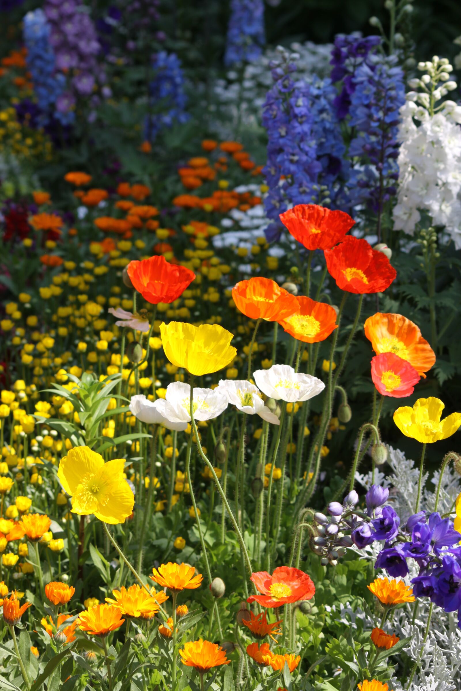 Canon EOS 50D sample photo. Ponceau, garden, flowers photography