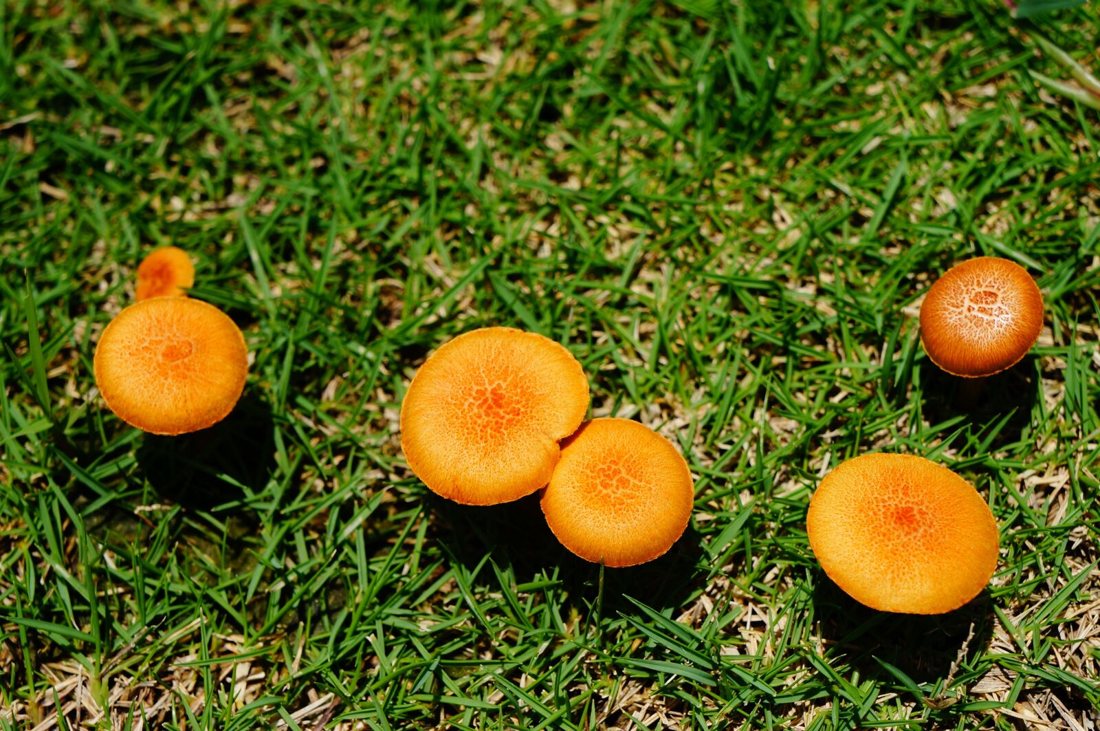 Sony Alpha NEX-5N sample photo. Nature, fungus, autumn photography