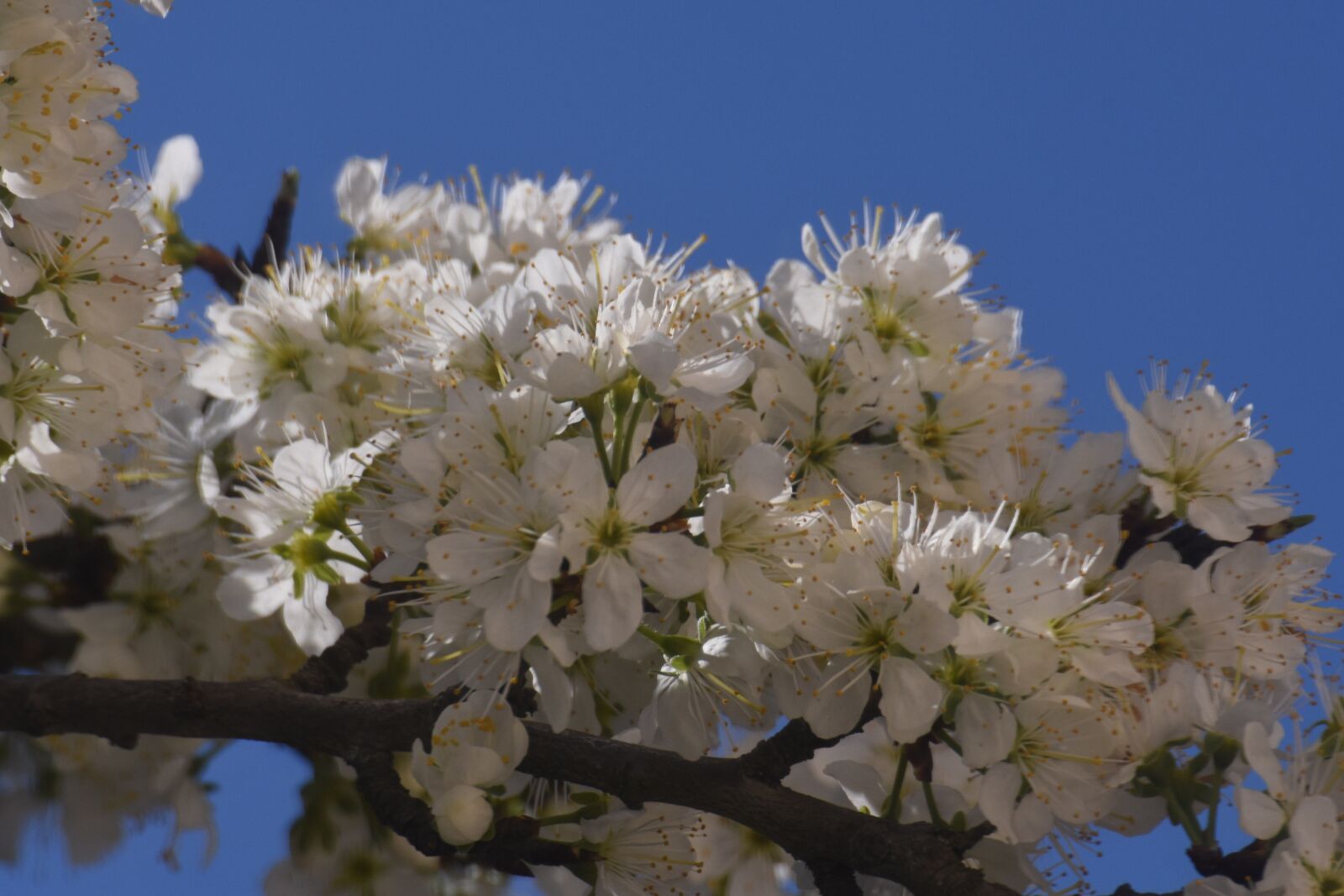 Nikon D7200 sample photo. Flowers, white, spring photography