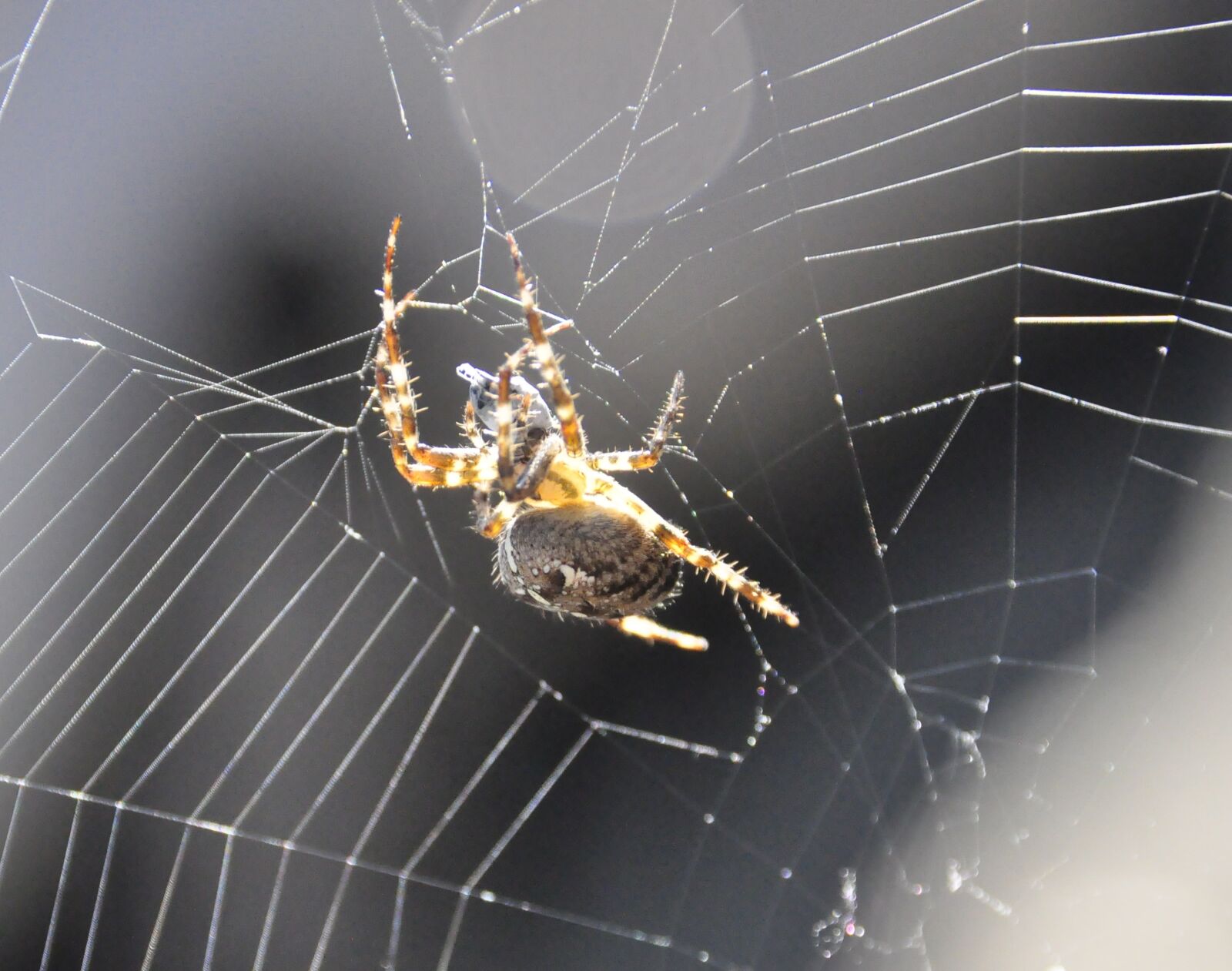 Nikon D90 sample photo. Garden spider, spin, garden photography