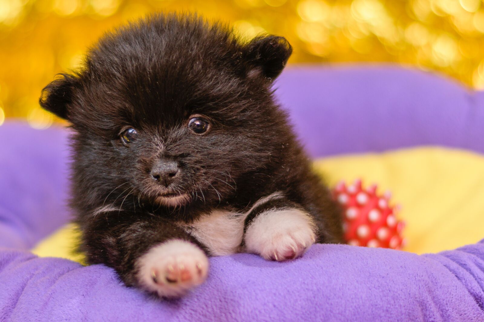 Nikon D5300 sample photo. Spitz puppies, puppies, dogs photography