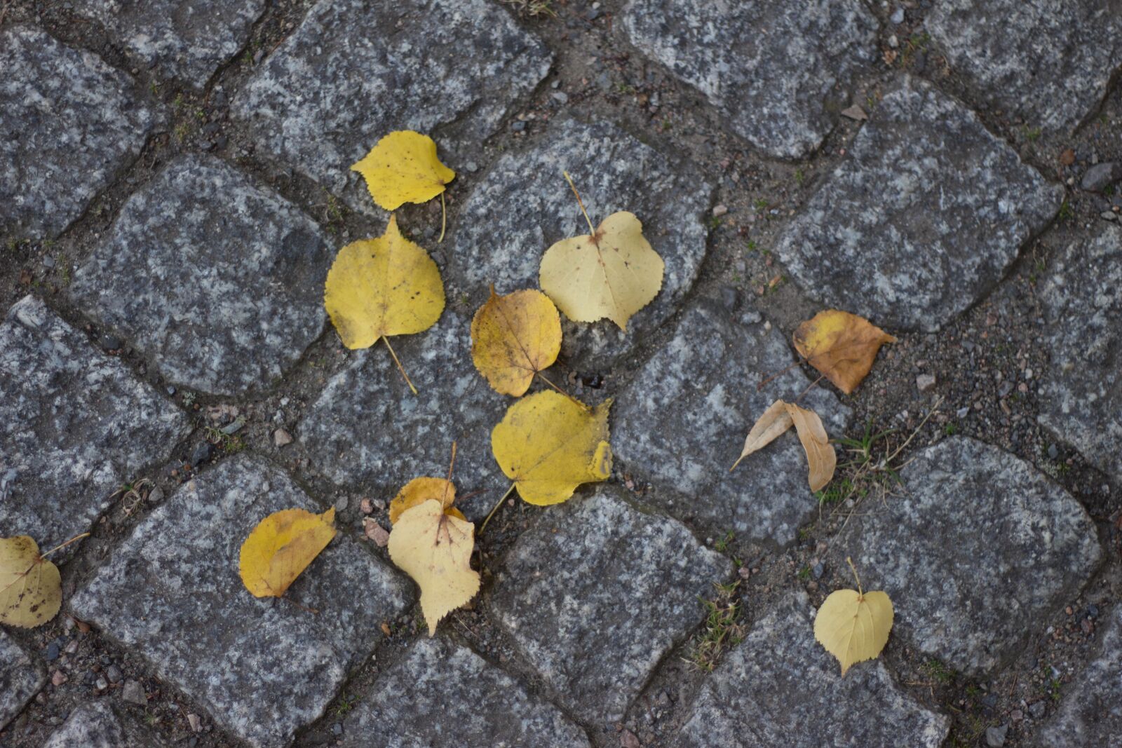 Canon EOS 700D (EOS Rebel T5i / EOS Kiss X7i) + Canon EF 50mm F1.8 STM sample photo. Leaves, autumn, nature photography