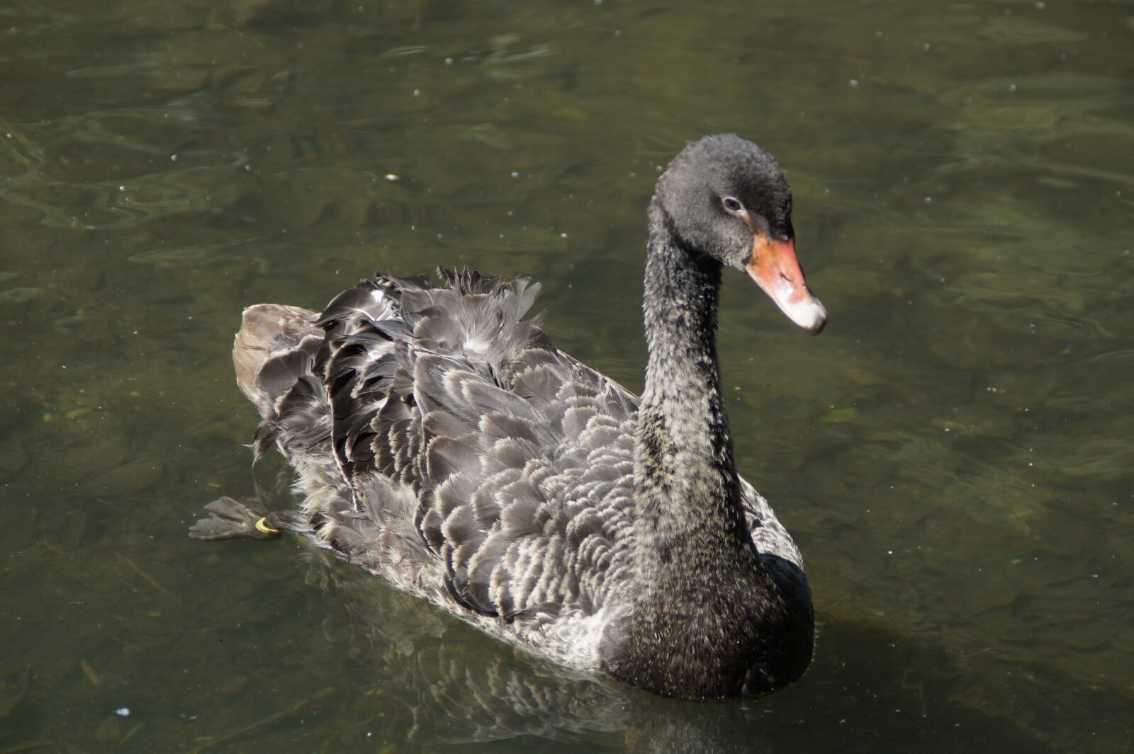 Sony SLT-A58 sample photo. Black swan, swan, swim photography