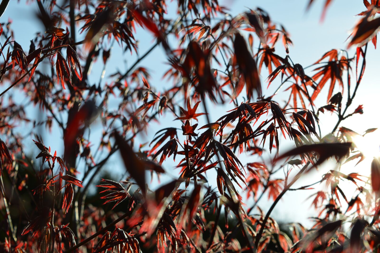 Nikon D3200 sample photo. Nature, spring, tree photography