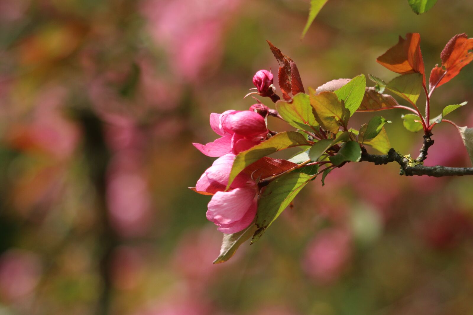 Canon EOS 70D + Canon EF 70-300 F4-5.6 IS II USM sample photo. Malus, branch, flower photography