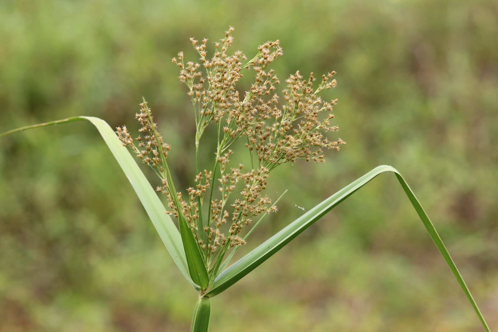 Canon EOS 550D (EOS Rebel T2i / EOS Kiss X4) sample photo. Malaccensis, cyperus, wild photography