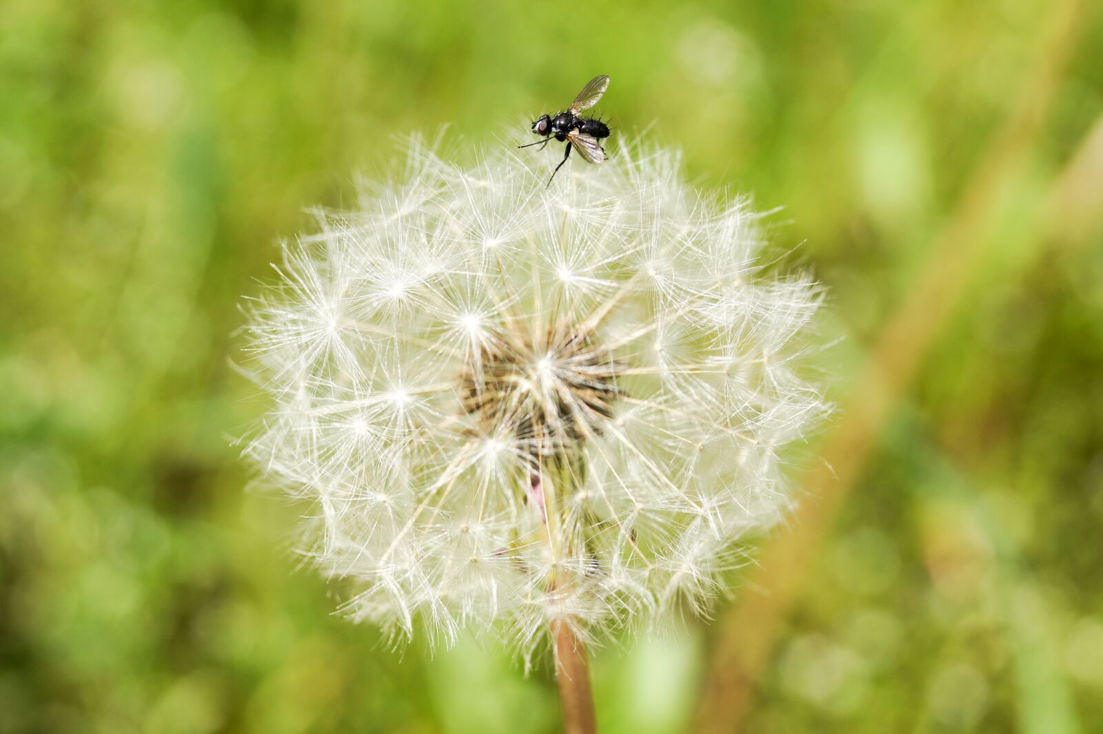 Sony DT 18-55mm F3.5-5.6 SAM II sample photo. Mucha, dandelion, plant photography