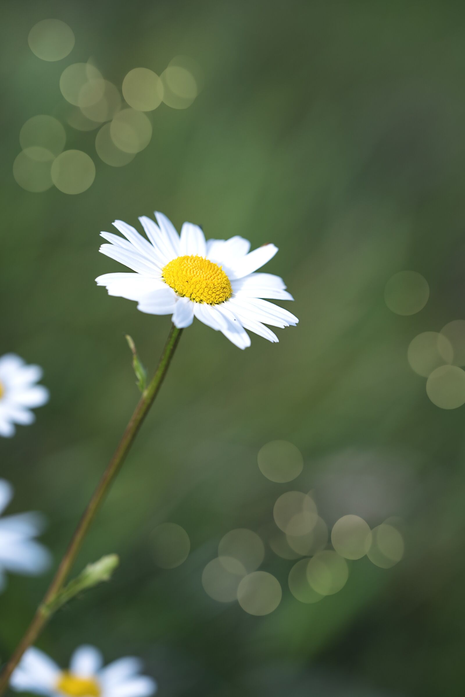 Nikon D750 sample photo. Daisies, flowers, white photography