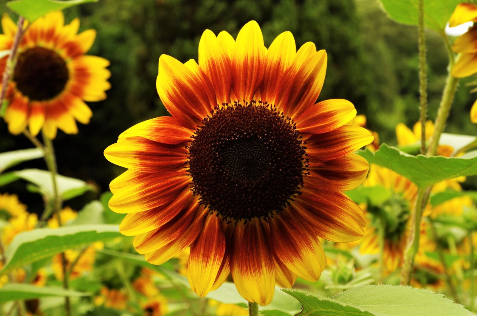 Pentax K-50 sample photo. Flower, sunflower, yellow photography
