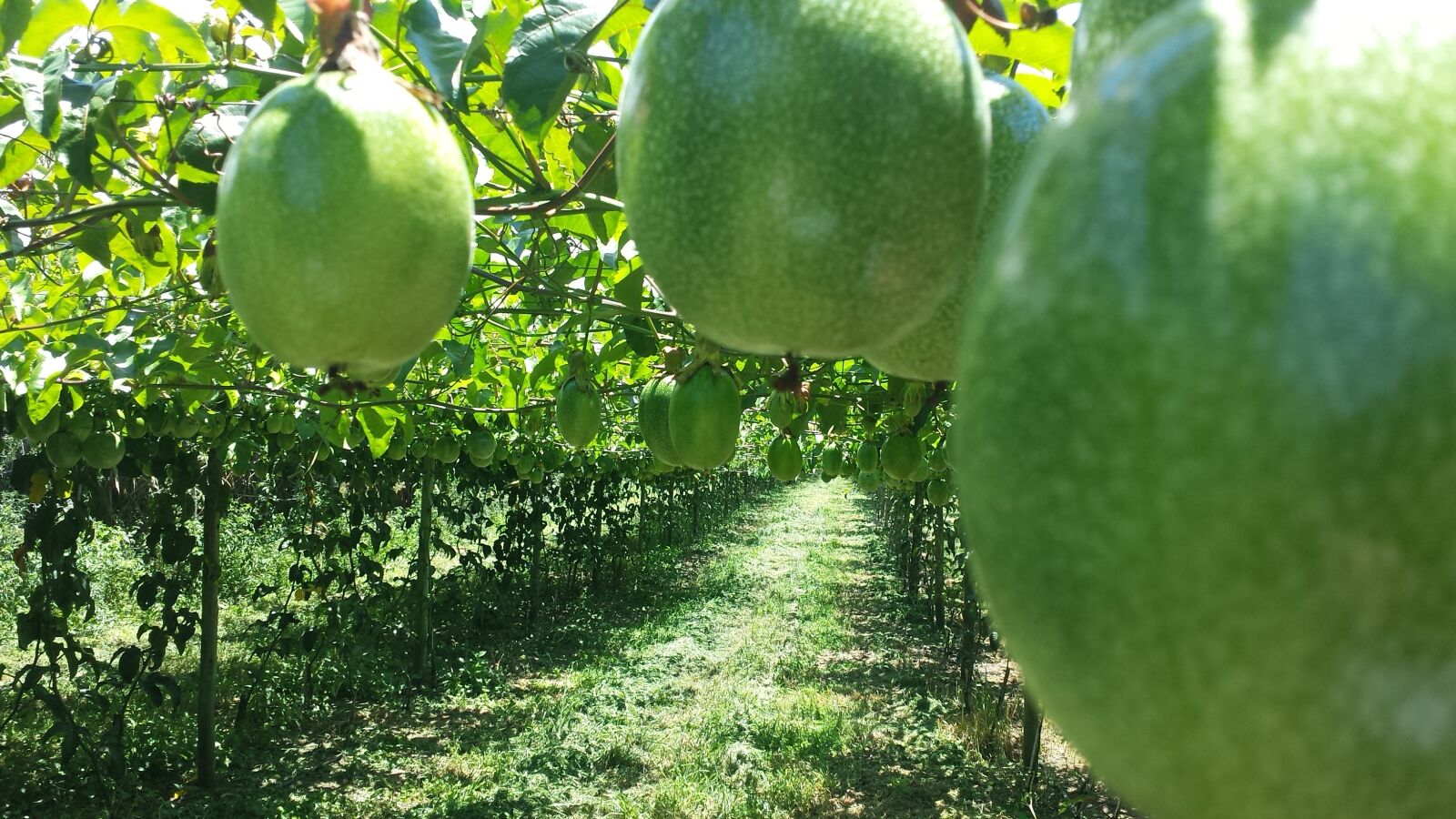 Samsung Galaxy S4 sample photo. Passion fruit, agriculture, agronomy photography